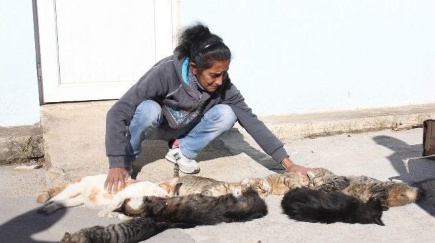 Kedilere Bakmak İ&ccedil;in Tuvalet Temizleyen Kadının Kedilerini &Ouml;ld&uuml;rd&uuml;ler