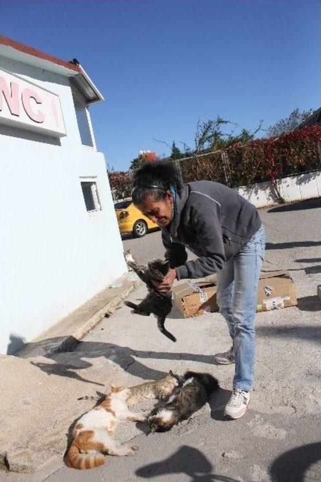 Kedilere Bakmak İçin Tuvalet Temizleyen Kadının Kedilerini Öldürdüler