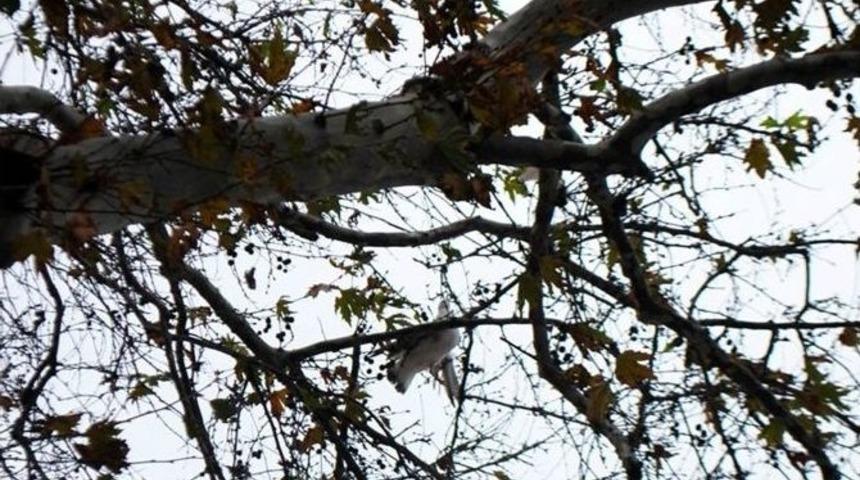 Bursa&rsquo;da Martı Operasyonu