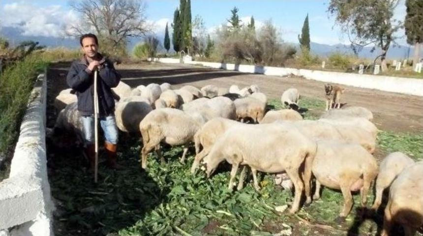 Karnabahar Yaprakları Koyunlara Yem Oldu
