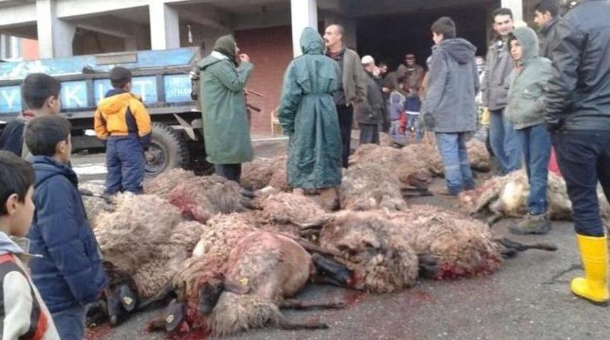 Yıldırım D&uuml;şmesi Sonucu 40 Koyun Telef Oldu