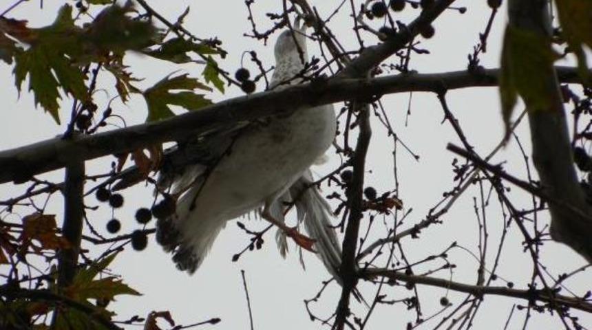 MUDANYA&rsquo;DA AĞA&Ccedil;TAKİ MİSİNEYE TAKILAN MARTIYI İTFAİYE KURTARDI