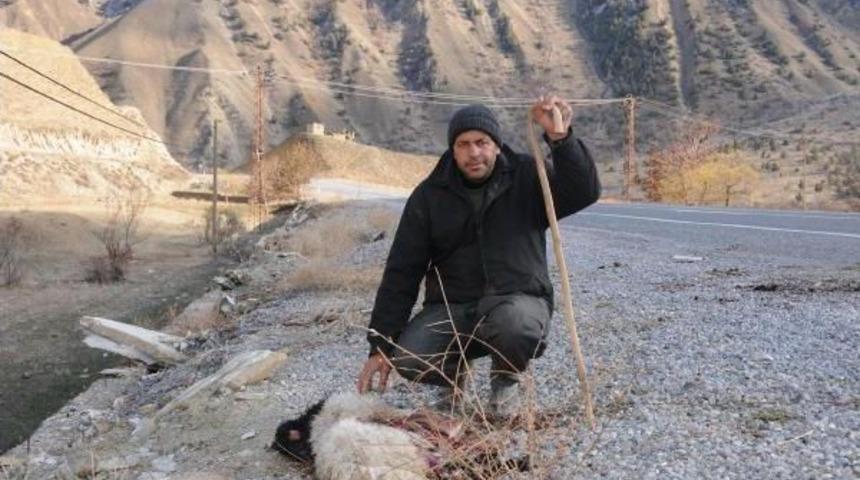 HAKKARİ'DE TIR'IN &Ccedil;ARPTIĞI S&Uuml;R&Uuml;DE 30 KOYUN TELEF OLDU