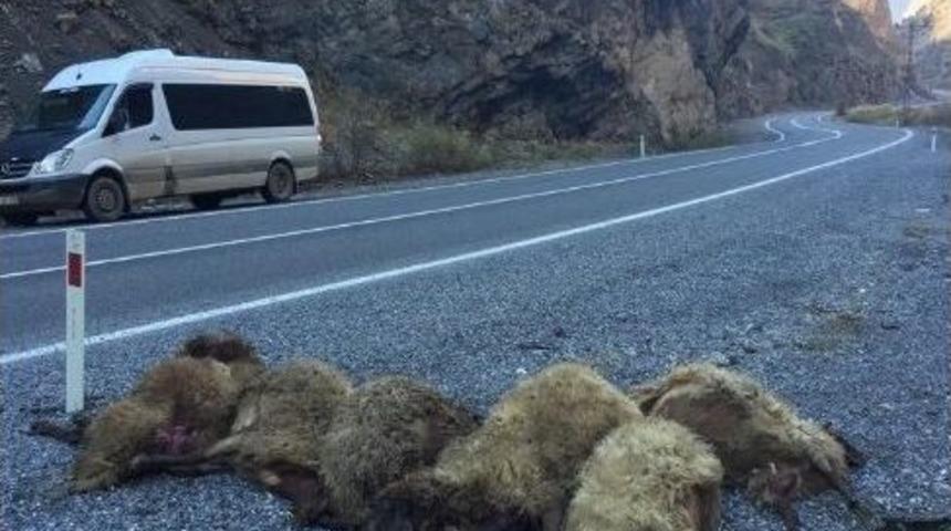 Tır, K&uuml;&ccedil;&uuml;kbaş Hayvan S&uuml;r&uuml;s&uuml;ne &Ccedil;arptı