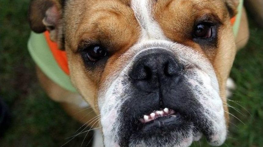 En İyi Alman K&ouml;pekleri Nil&uuml;fer&rsquo;de Se&ccedil;ildi