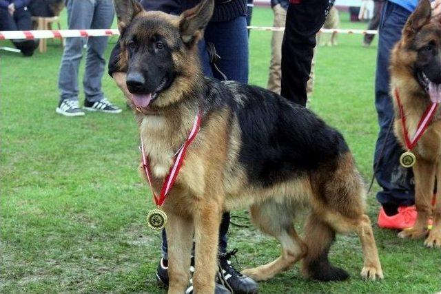 En İyi Alman Köpekleri Nilüfer’de Seçildi