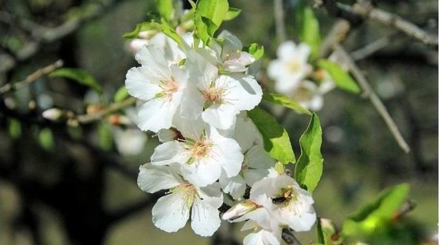 Dat&ccedil;a&rsquo;ya Bahar Erken Geldi