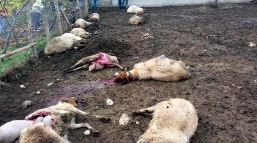 ANTALYA'DA AĞILA GİREN KURTLAR 13 KOYUNU TELEF ETTİ