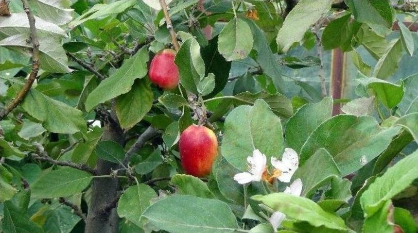 D&ouml;rt Mevsim Dalından Elma