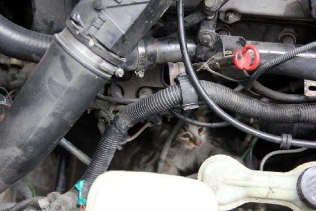 OTOMOBİLİN MOTORUNA SIKIŞAN KEDİYİ İTFAİYE KURTARDI 1