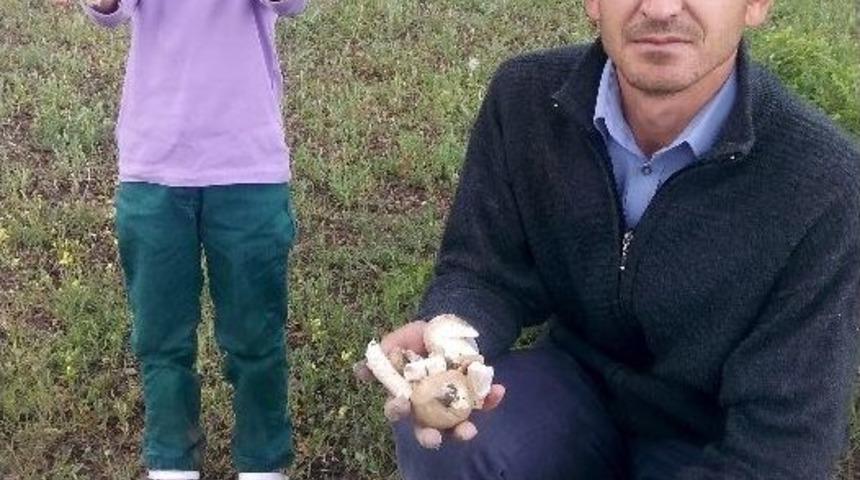 Yozgat&rsquo;ta Mantar Zehirlenmeleri Ge&ccedil;en Yıla G&ouml;re Arttı