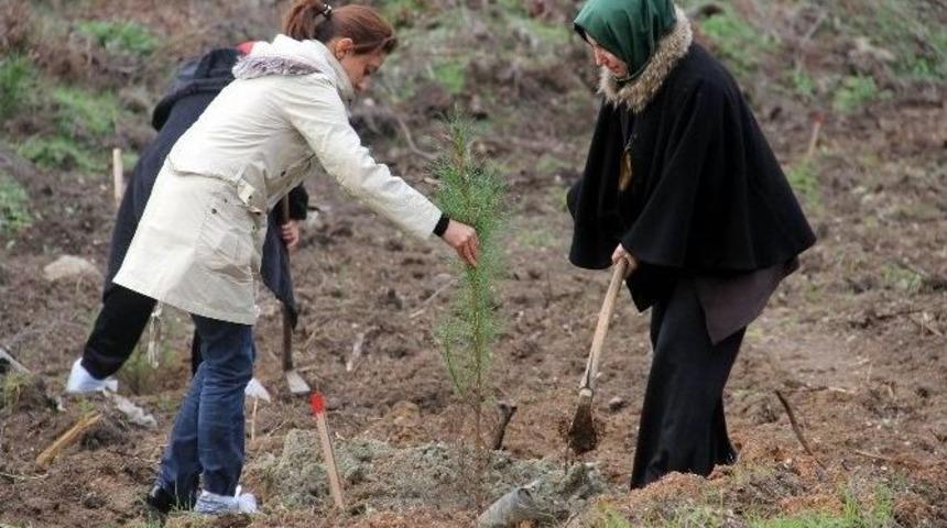 Ak Parti Kadın Kolları Öğretmenler İçin Fidan Dikti