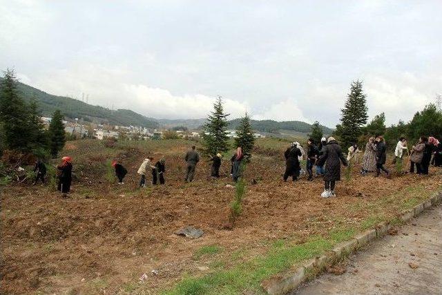 Ak Parti Kadın Kolları Öğretmenler İçin Fidan Dikti