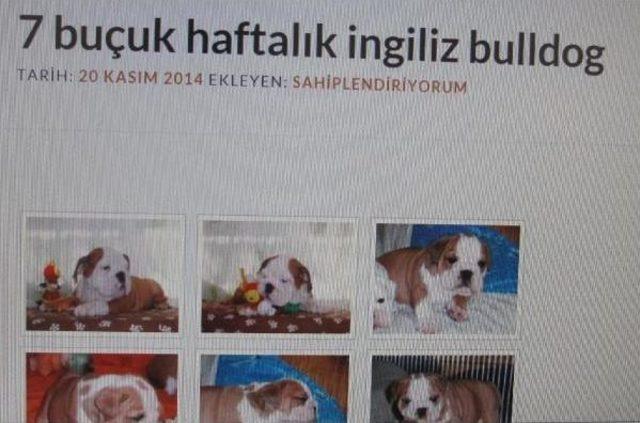 SOKAĞA ATILAN KÖPEĞİ SAHİPLENMEK İSTERKEN DOLANDIRILDI