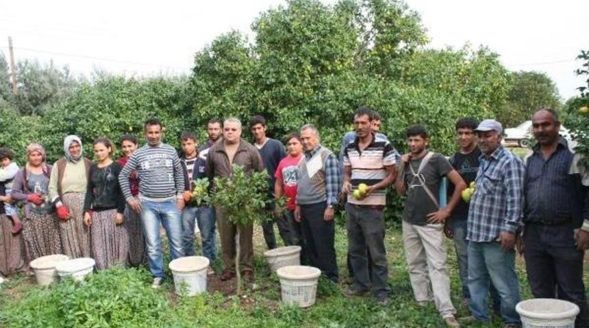 LİMON FİYATINDA ŞOK D&Uuml;Ş&Uuml;Ş