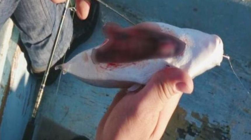 Deniz Canavarı Balon Balığının Karnı Par&ccedil;alandı Yine &Ouml;lmedi