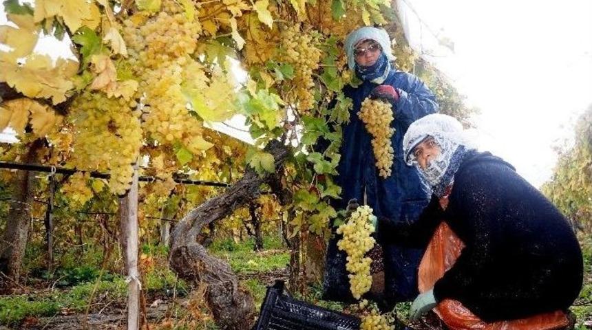 &Uuml;z&uuml;m Kesimi Yağmur &Ccedil;amur Dinlemiyor