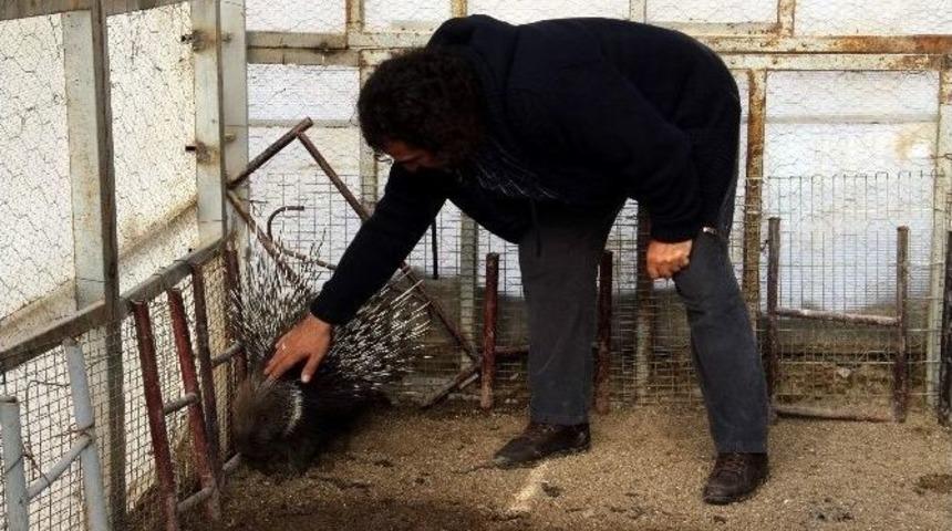 Oklu Kirpi İyileşti