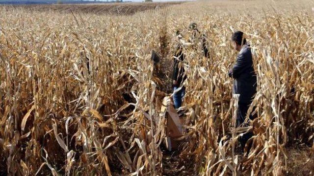 MISIR TARLASINDA YAKILMIŞ İKİ ERKEK CESEDİ BULUNDU (2)