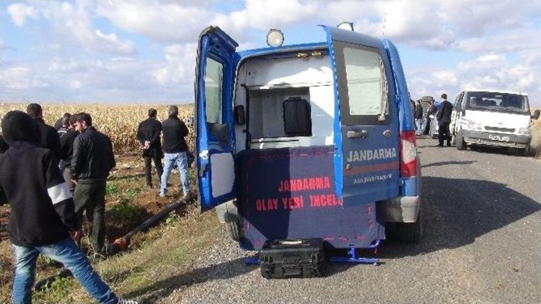 Mısır Tarlasında İki Yanmış Ceset Bulundu