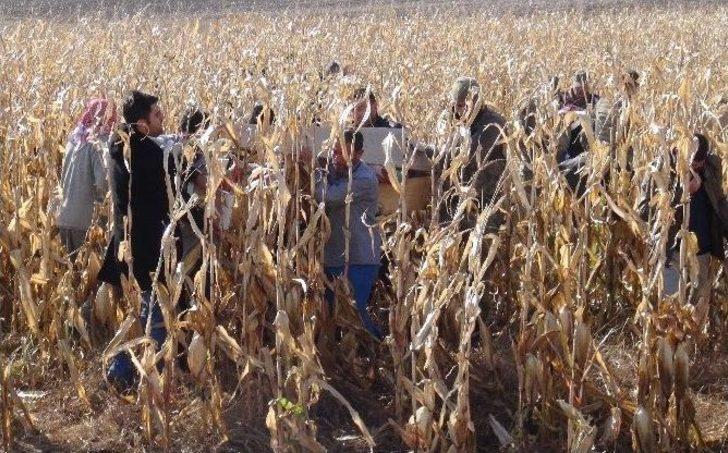 Mısır Tarlasında İki Yanmış Ceset Bulundu G3