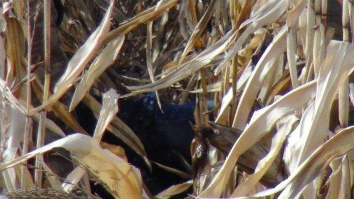 Mısır Tarlasında İki Yanmış Ceset Bulundu G4