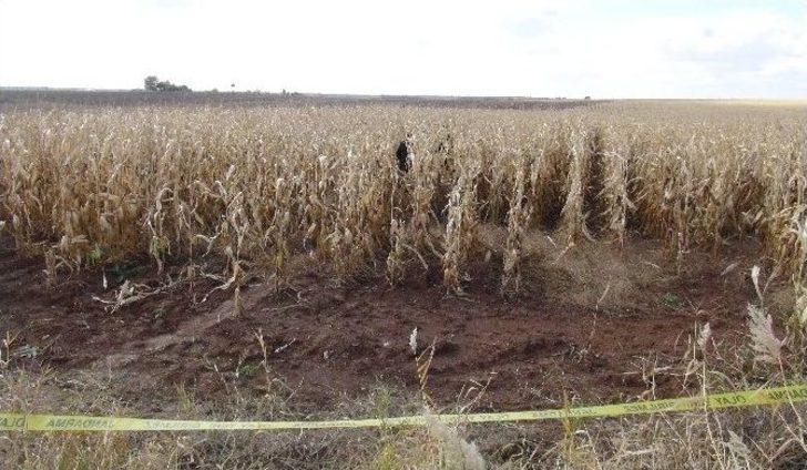 Mısır Tarlasında İki Yanmış Ceset Bulundu G5