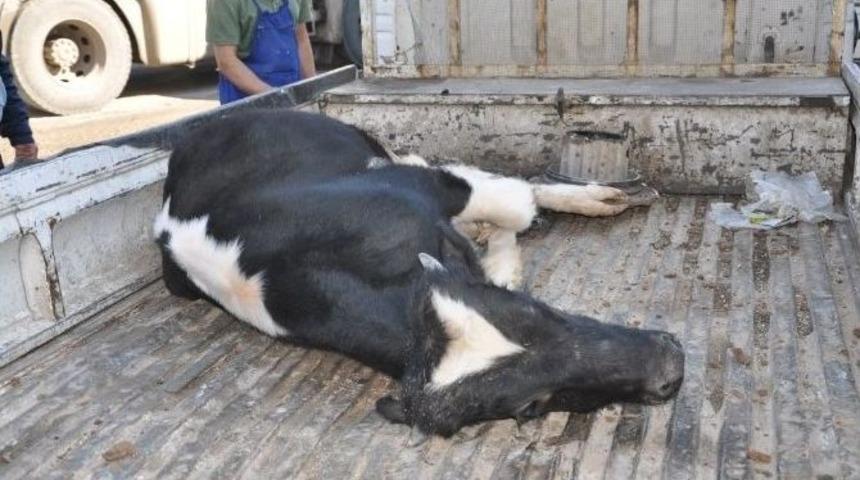 Yol Ortasında İnek Kestiler