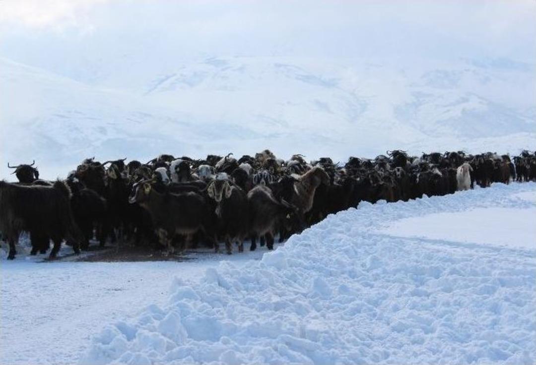 Muş&rsquo;ta Yayladan D&ouml;nenler Mahsur Kaldı