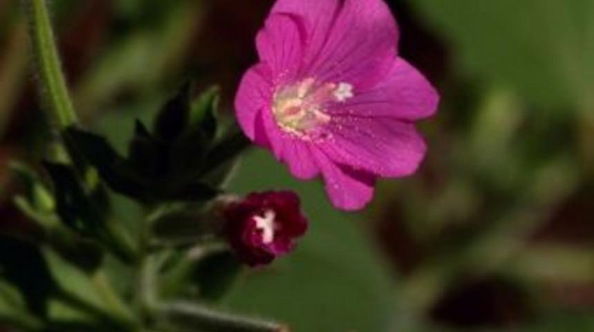 İdrar Ka&ccedil;ırma Probleminden Yakı Otu İle Kurtulun