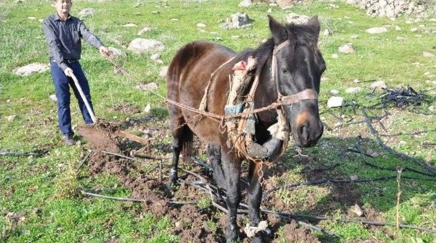 (&ouml;zel Haber) Bu K&ouml;yde Atlar Trakt&ouml;rlerden Daha Değerli