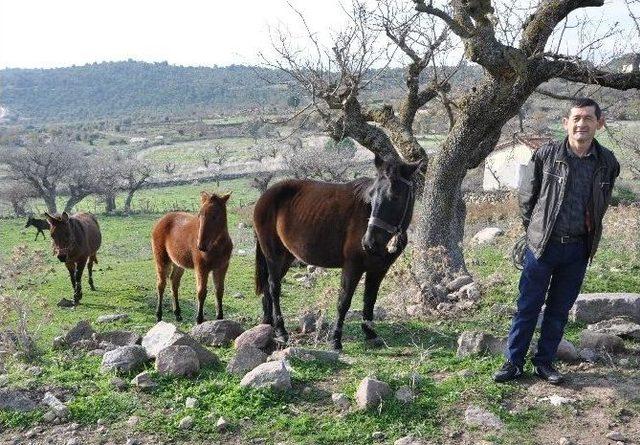 (özel Haber) Bu Köyde Atlar Traktörlerden Daha Değerli