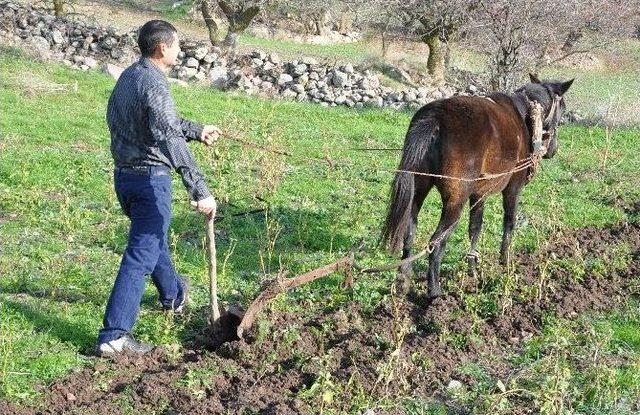 (özel Haber) Bu Köyde Atlar Traktörlerden Daha Değerli