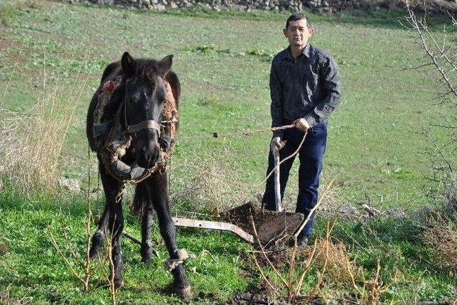 (özel Haber) Bu Köyde Atlar Traktörlerden Daha Değerli