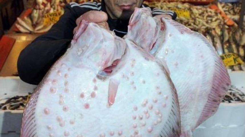 100 BİN KALKAN YAVRUSUNU DENİZE BIRAKIYORLAR