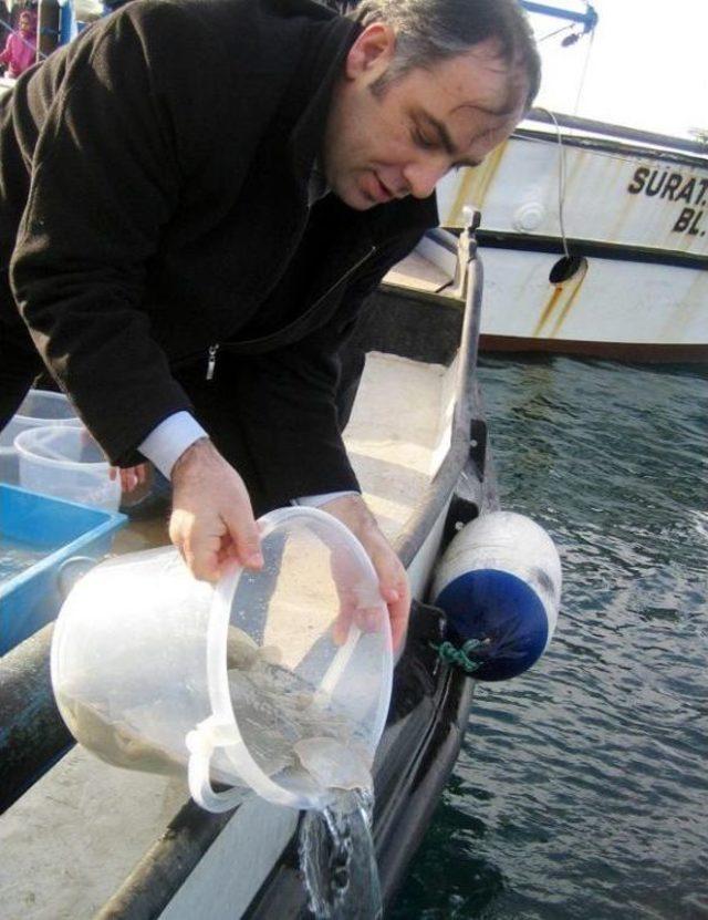 100 BİN KALKAN YAVRUSUNU DENİZE BIRAKIYORLAR 2