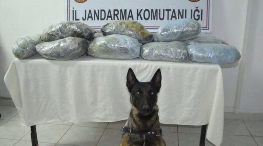 Narkotik K&ouml;pekleri &Ccedil;ivi Ve Adım 90 Kilo Esrar Ele Ge&ccedil;irdi