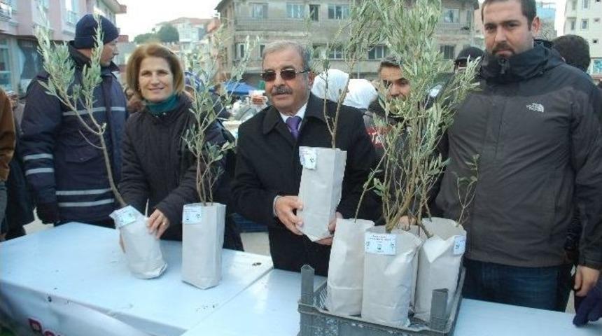 Gelibolu&rsquo;da Fidan Dağıtımı