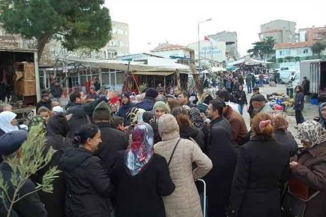 Gelibolu’da Fidan Dağıtımı 2