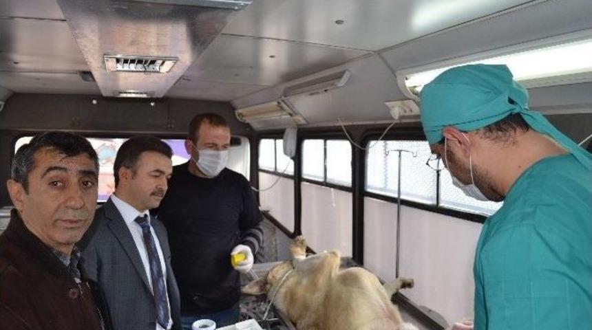 Sokak K&ouml;pekleri İ&ccedil;in &Ccedil;alışma Başlatıldı