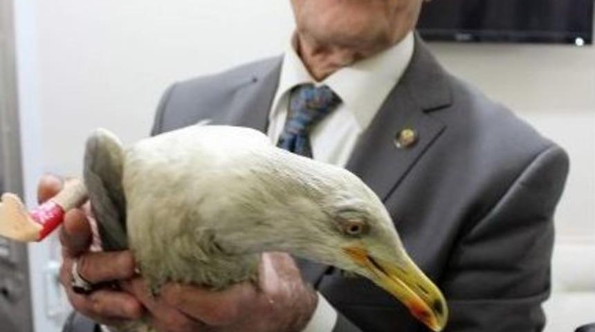 Martıya Protez Ayak, K&ouml;peğe Y&uuml;r&uuml;te&ccedil;