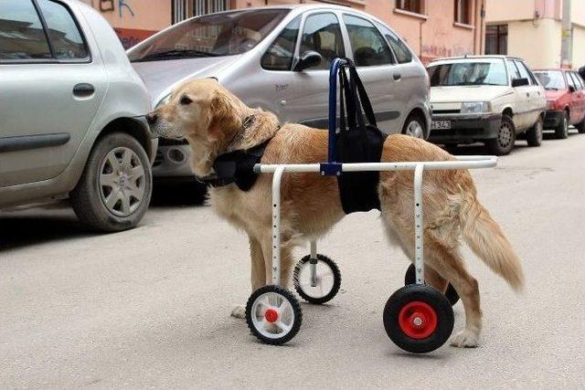 Martıya Protez Ayak, Köpeğe Yürüteç