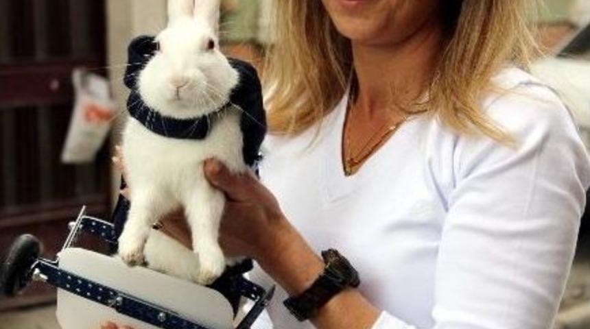 Felçli Tavşana Protez