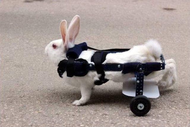 Felçli Tavşana Protez
