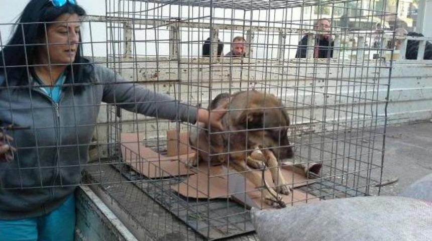 HASTA K&Ouml;PEĞE HAYVANSEVER İLGİSİ