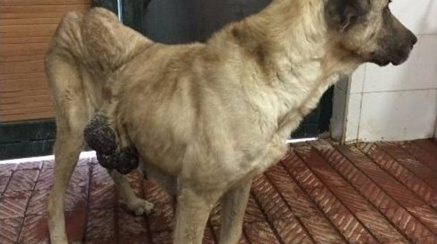 Hasta Sokak K&ouml;peği Hayvanat Bah&ccedil;esinde Sağlığına Kavuşturuldu