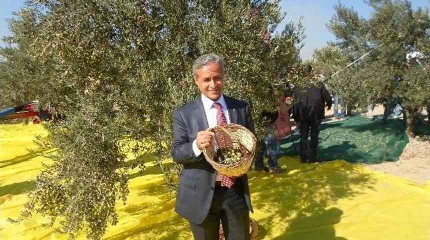 Yurttaş, Zeytin &Uuml;retimine Dikkat &Ccedil;ekti
