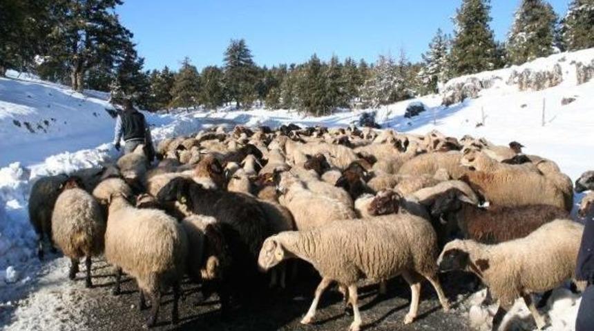 MERSİN'DE KARDA MAHSUR KALAN BESİCİLER KURTARILDI