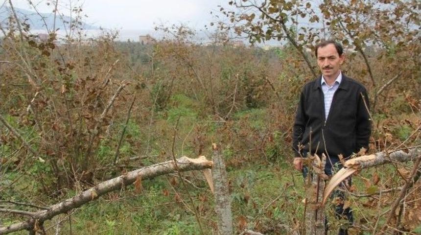 Giresun’da Onlarca Fındık Ocağı Bir Gecede Kesildi