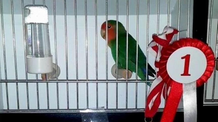 G&ouml;nen&rsquo;in Kuşları Yarışmadaki Madalyaları Kaptı